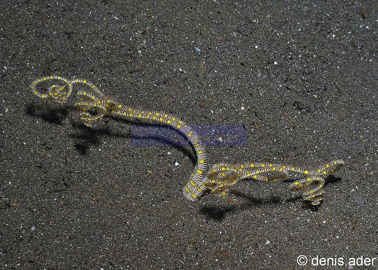Amphiura sp-Komodo Bontoh-7m-20160803nuit-Denis-ADER-DSC_9569_tn.jpg